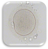 ตัวอ่อนที่ปฏิสนธิ (Zygote : Day 1)