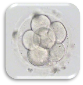 ตัวอ่อนที่ปฏิสนธิ (Zygote : Day 1)